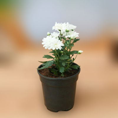 "White Chrysanthemum plant - Click here to View more details about this Product